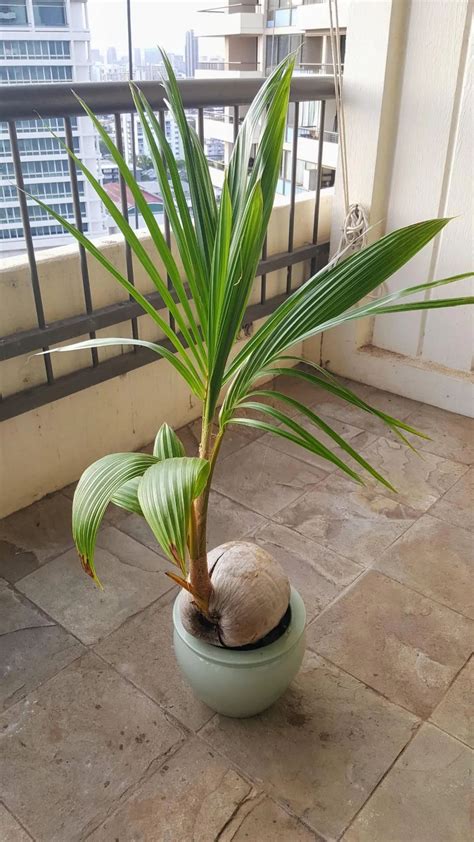像椰子樹的盆栽